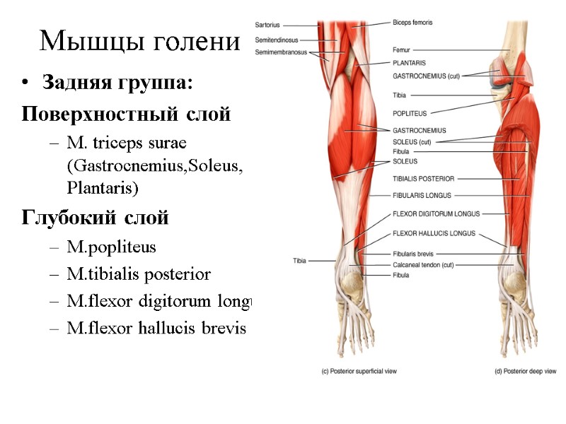 Мышцы голени Задняя группа: Поверхностный слой M. triceps surae (Gastrocnemius,Soleus, Plantaris) Глубокий слой M.popliteus